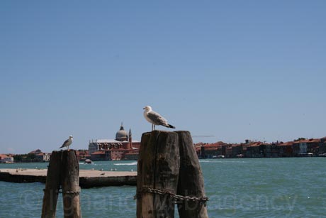 Pescarusi la venetia foto